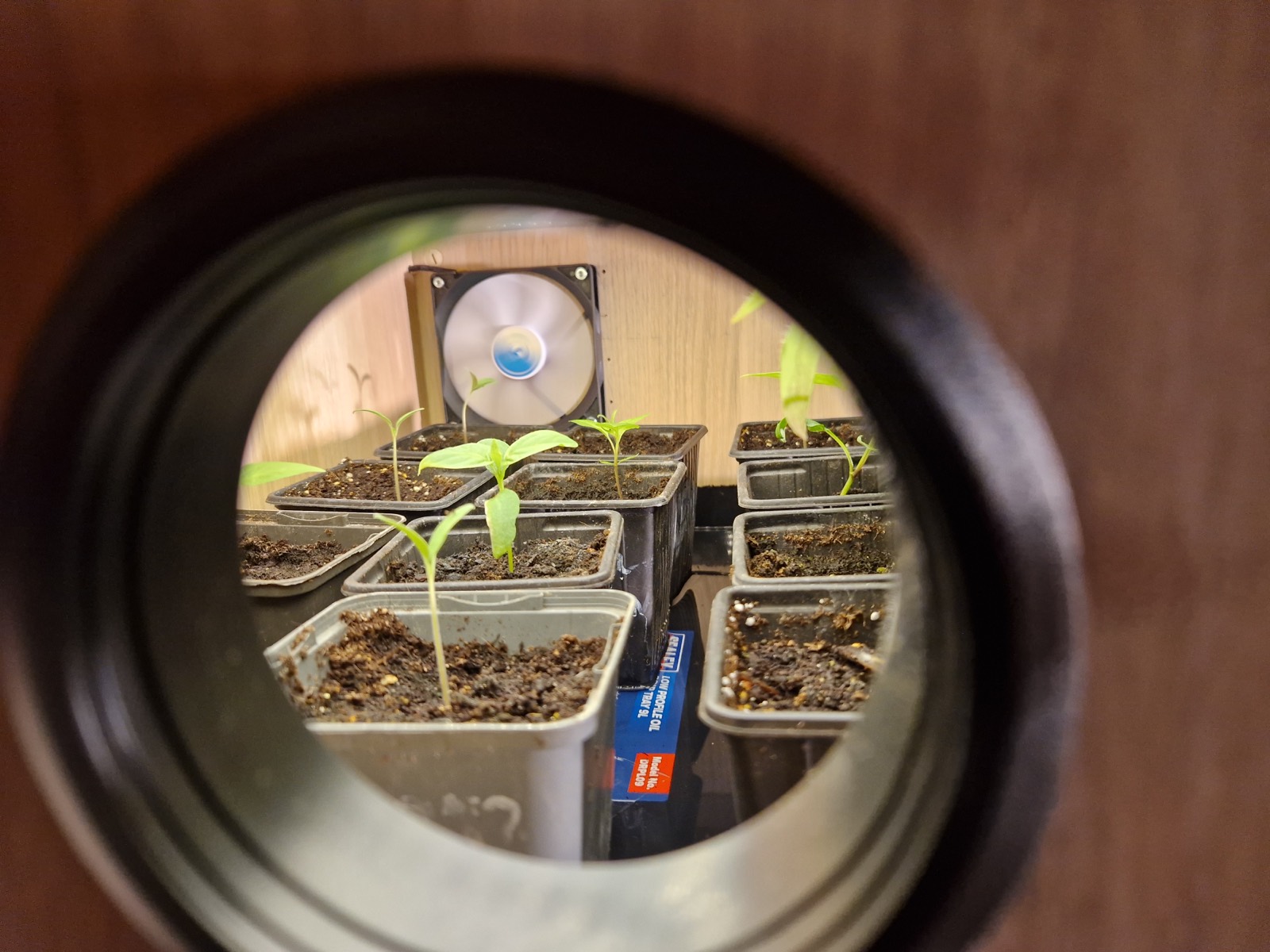 Jonge plantjes zichtbaar in de Groeidoos